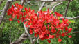 fleurs de flamboyant guadeloupe le nid tropical
